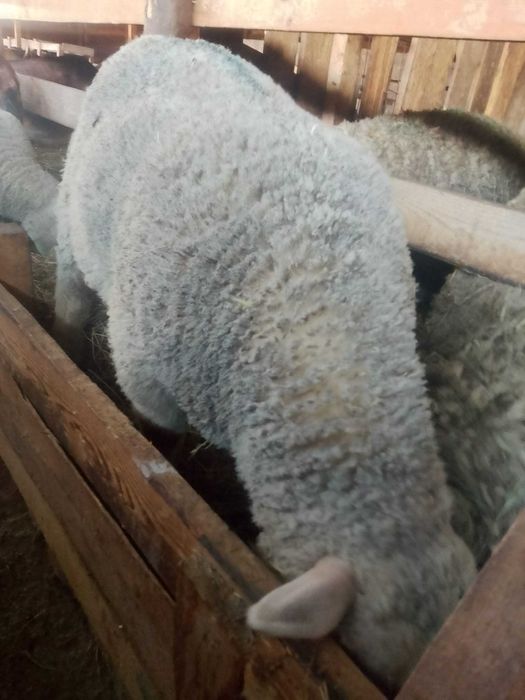 Vând berbecuți din rasa Ile de france părinți cu pedigri