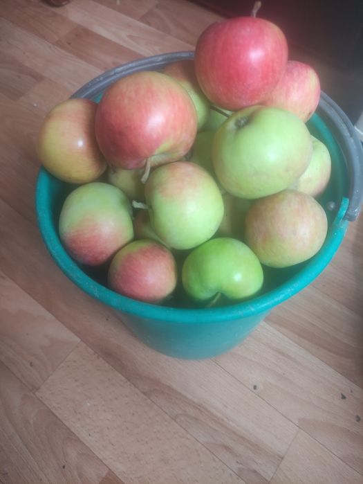 Продам дачные яблоки