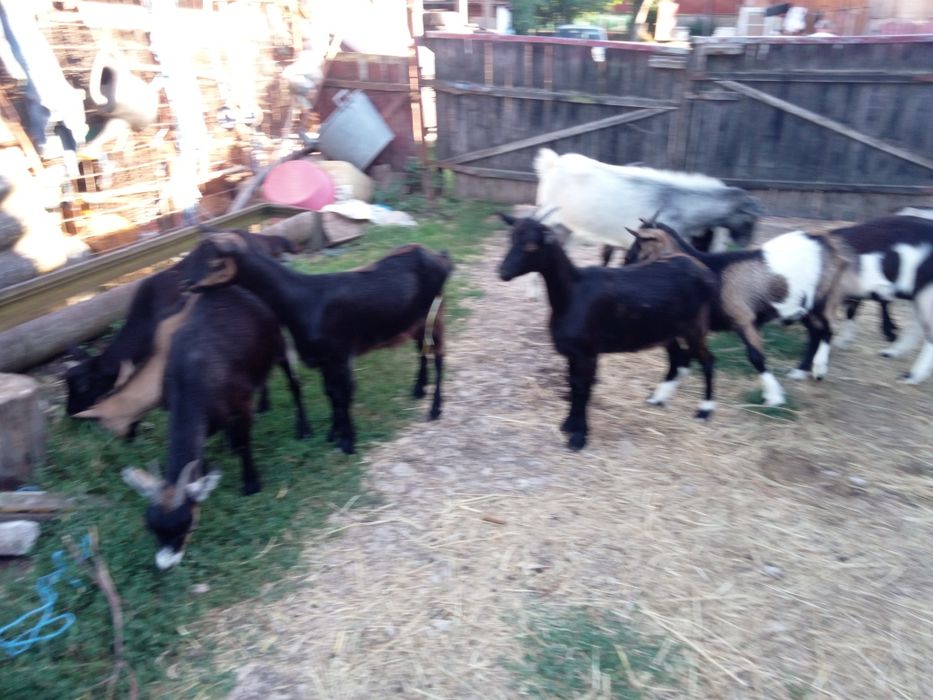 Ieduțe și tapisori.