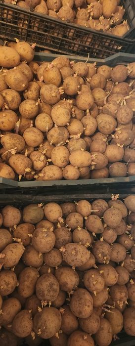 Продам семейной картофель