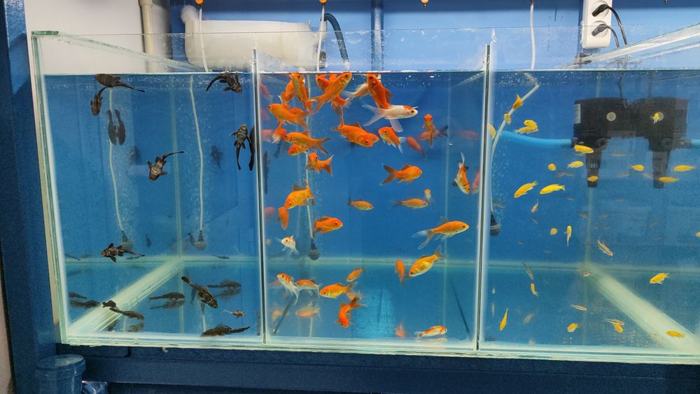 Аквариумные рыбки