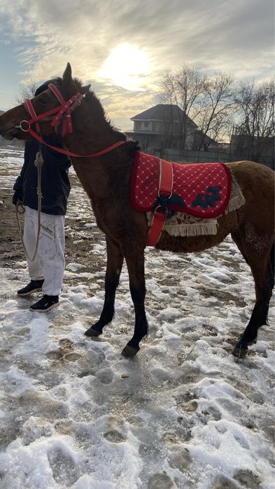 жеребята 8 месяцев