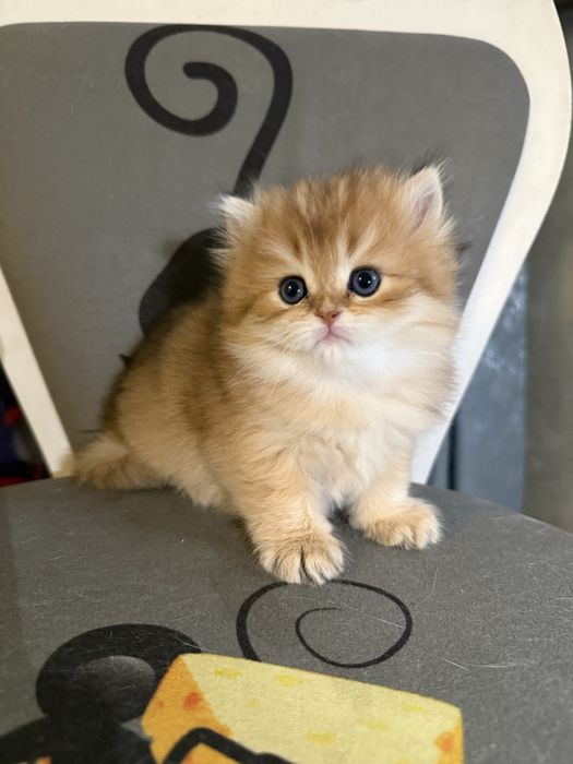 Золотая британская шиншилла ny 12