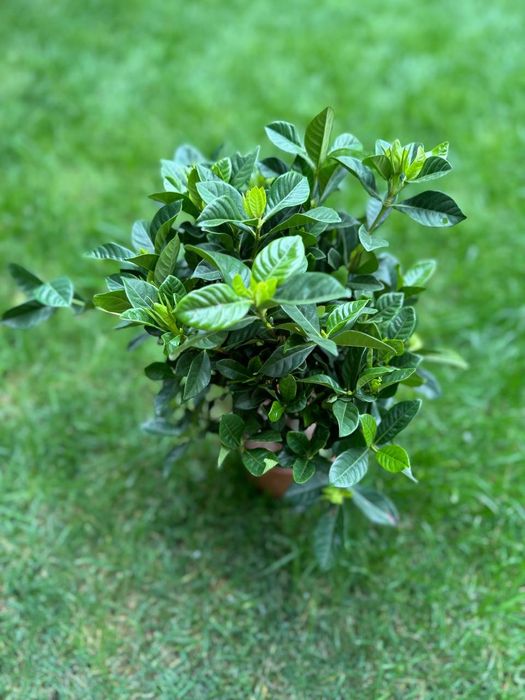 Гардения комнатное растение