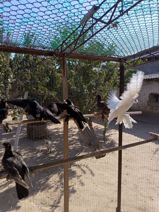 Jizzax Zarbdor Kaptarlari