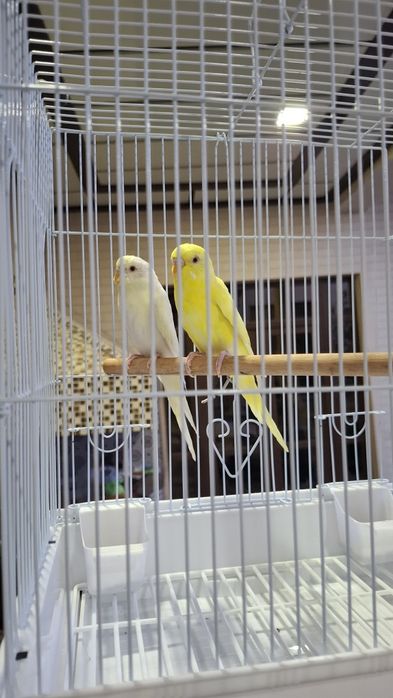 Albinos Totiqushlar sotiladi