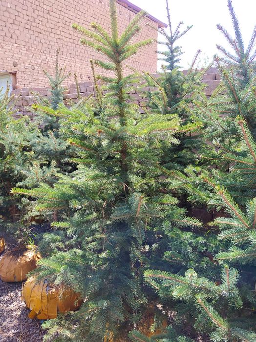 Голубой ель оптом и розницу