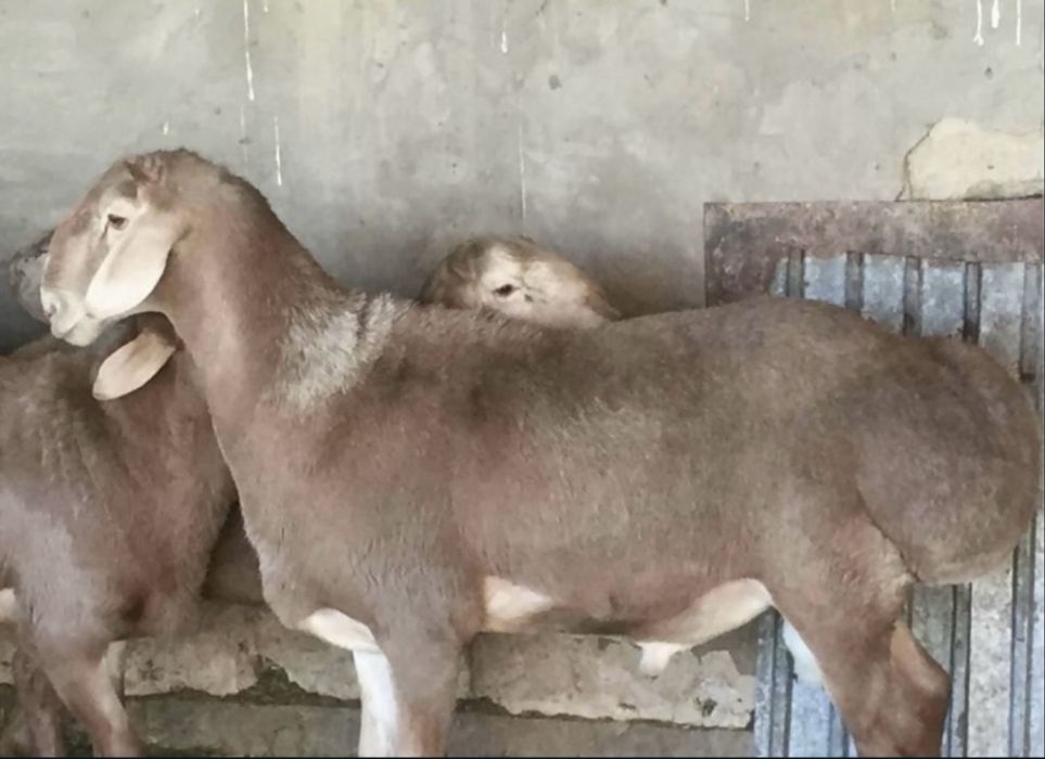Қой бар қасапшысымен