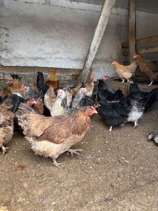 Продам домашних кур