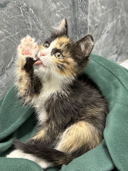 Котенок ищет дом