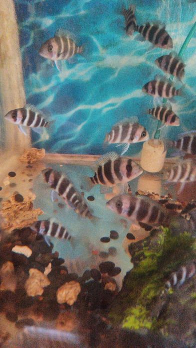 Королева танганьики фронтоза