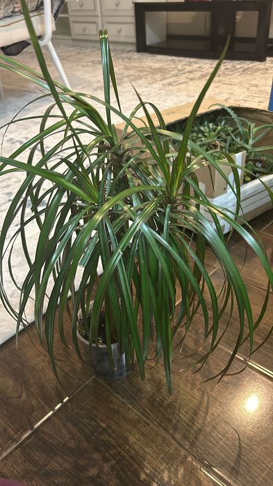 Срочно продаю цветок нолину