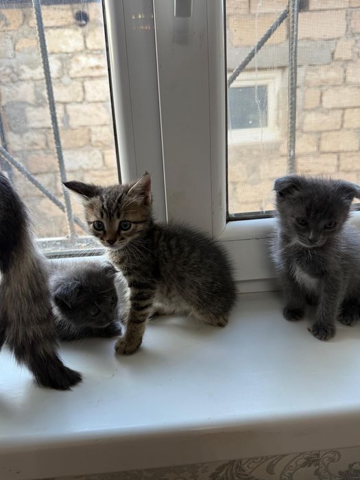 Шатладнская кошки