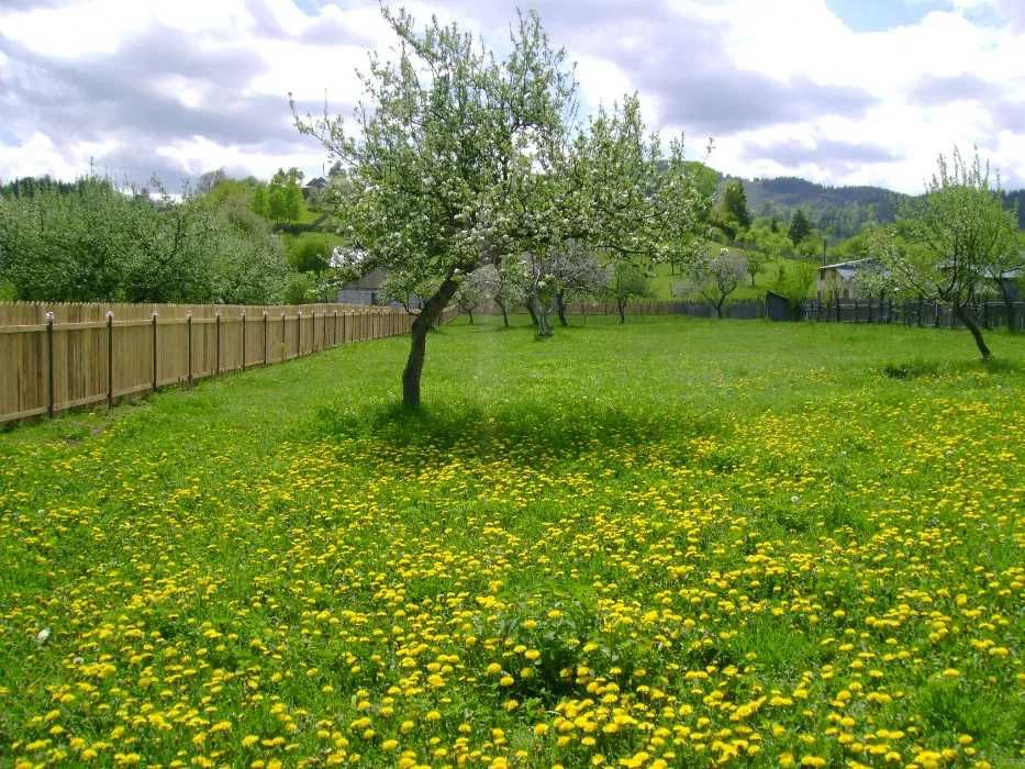 Teren intravilan la munte, in Nereju, Vrancea