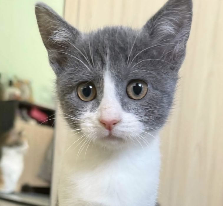 Две мъркащи котета ТЪРСЯТ дом