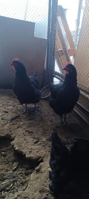 Qora shahzoda tovuqlar sotiladi