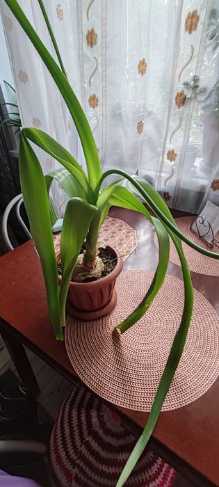 Продадим недорого цветок