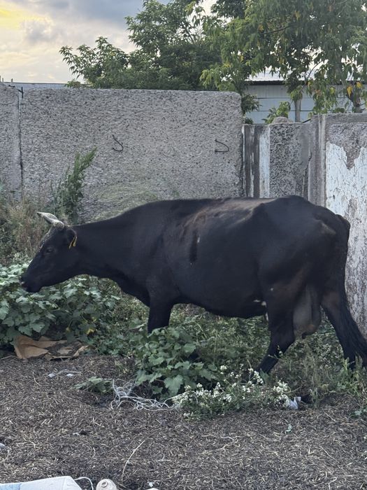 Продам корову дойную