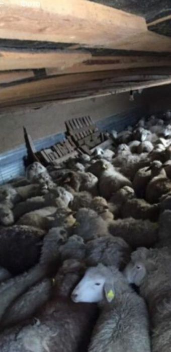 Қой,Тоқты,кой,токты