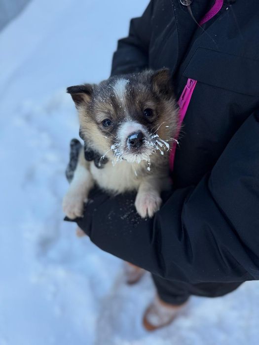 Отдам в добрые руки щенков мальчики