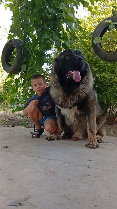 Кобель  кавказкой овчарки приглашает дам на вязку