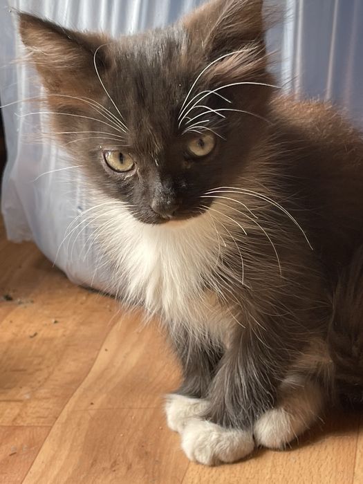 Котята ищут новый дом