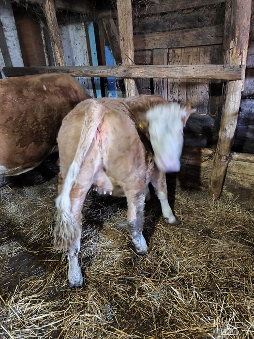 Juninca bălțată de 1an și 3 luni