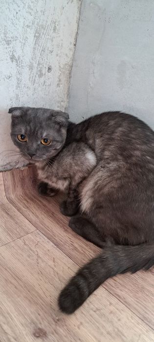 Отдам кошку в добрые руки