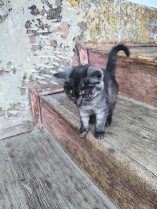 Отдам бесплатно котят в добрые руки