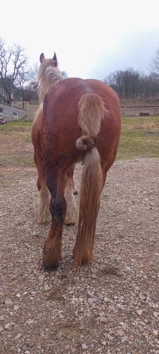 Vand sau schimb iapa