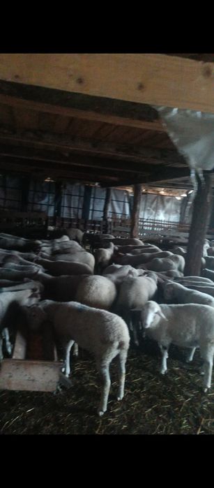 Miei lacaune de prăsilă