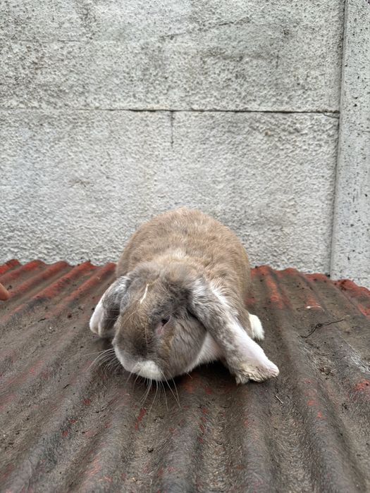 Fransuszki vesavoy baran