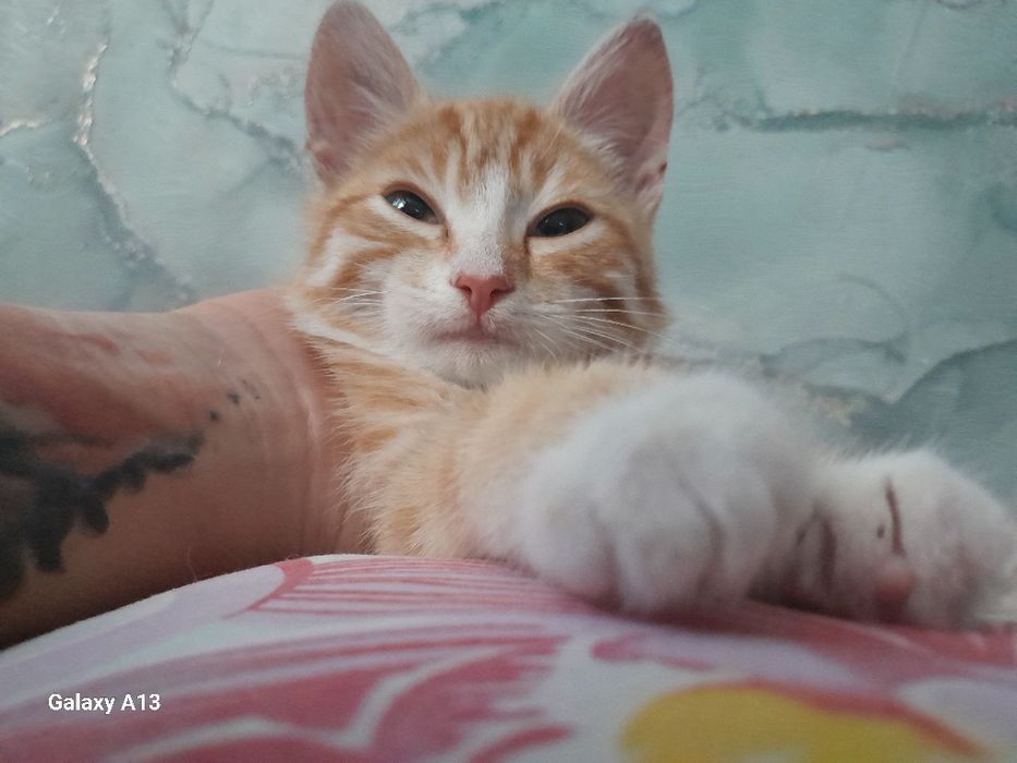 Отдам котёнка в добрые руки