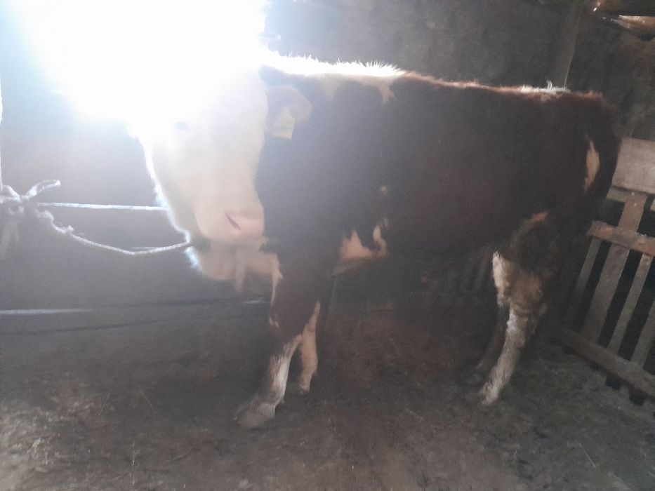 1,5 жасар Бұқалар сатылады