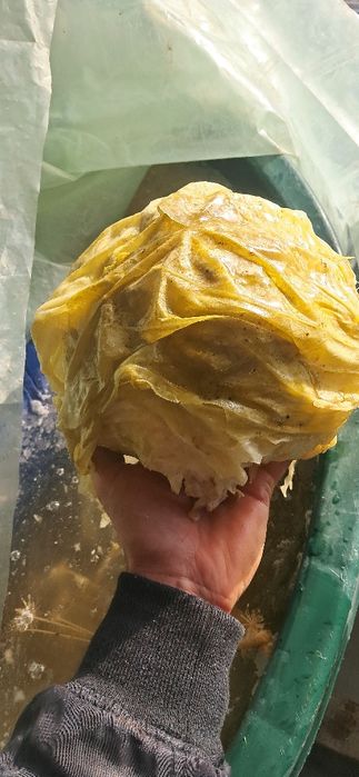 Vând varză murată !!!