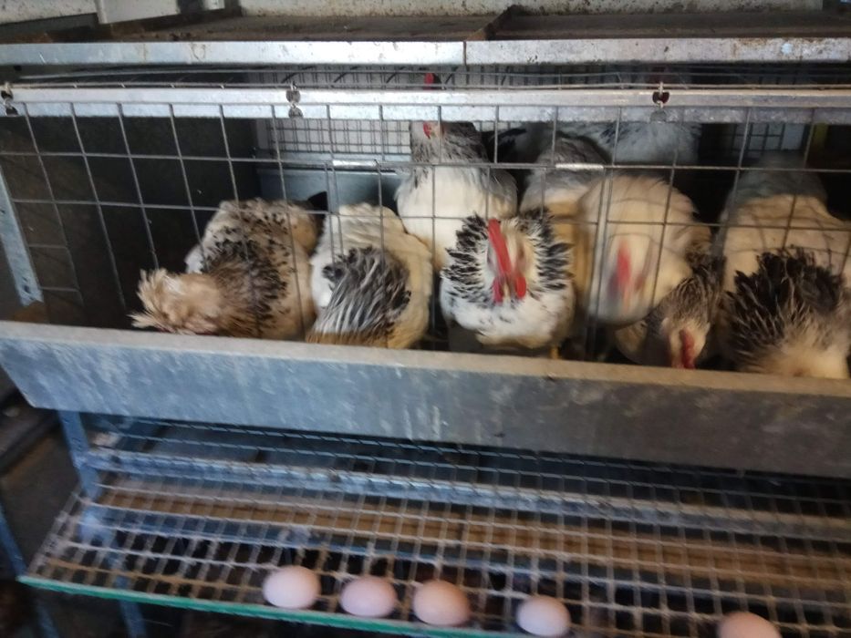 Яйцо куринное домашнее