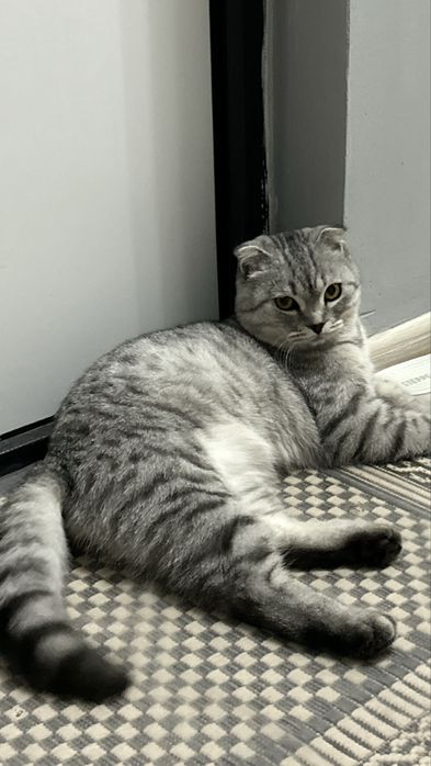 Продам кошку шотландский вислоухий