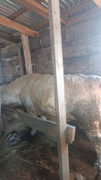 Бука 4 жасар Аулиекол