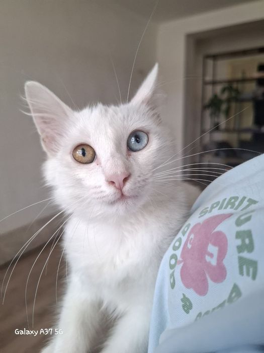 Кошка котенок ангола