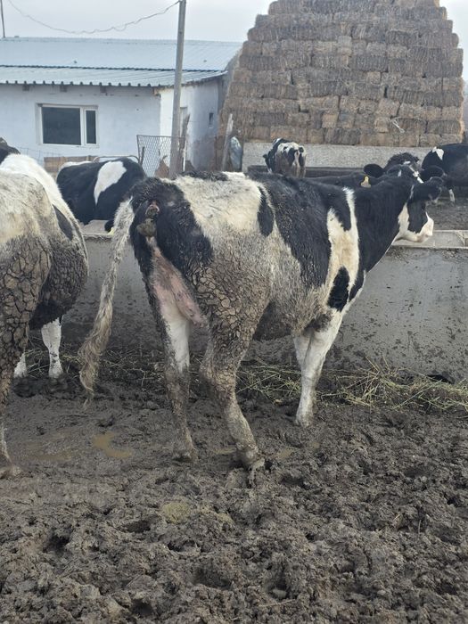 Буаз сиир корова