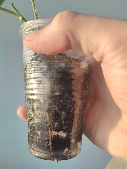 Эпипремнум себублю