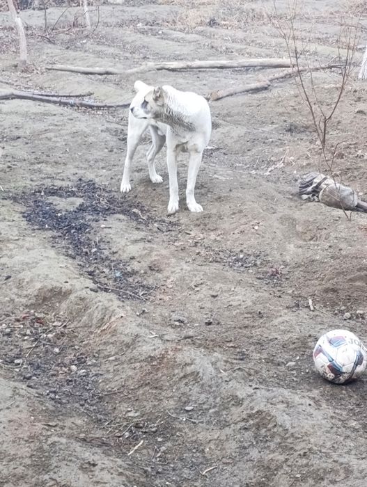 Собака Алабай Туркмения