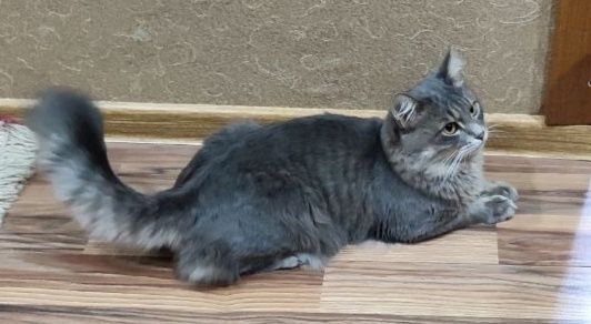 Пропал кот. Сергели