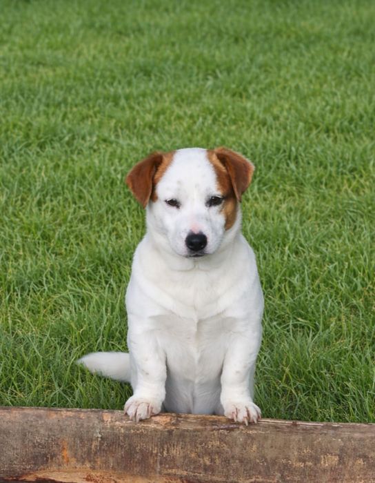 Джак Ръсел териер