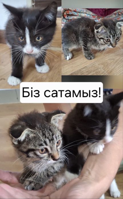 Сүйкімді үш айлық мысыктар сатамыз