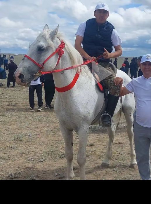 кокпар айгыр 8жасар