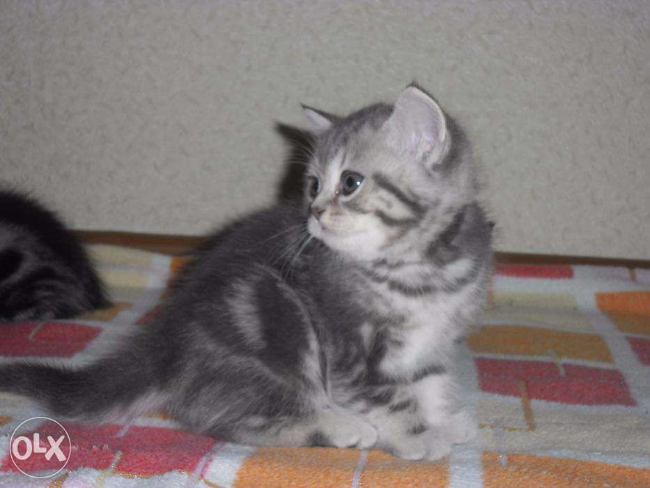 Британские котята