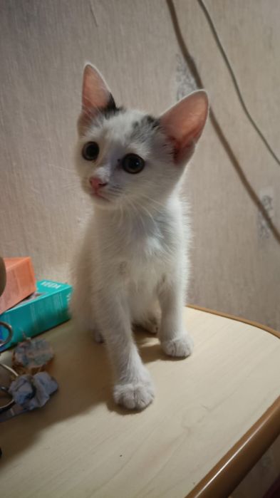 Отдам в добрые руки котят