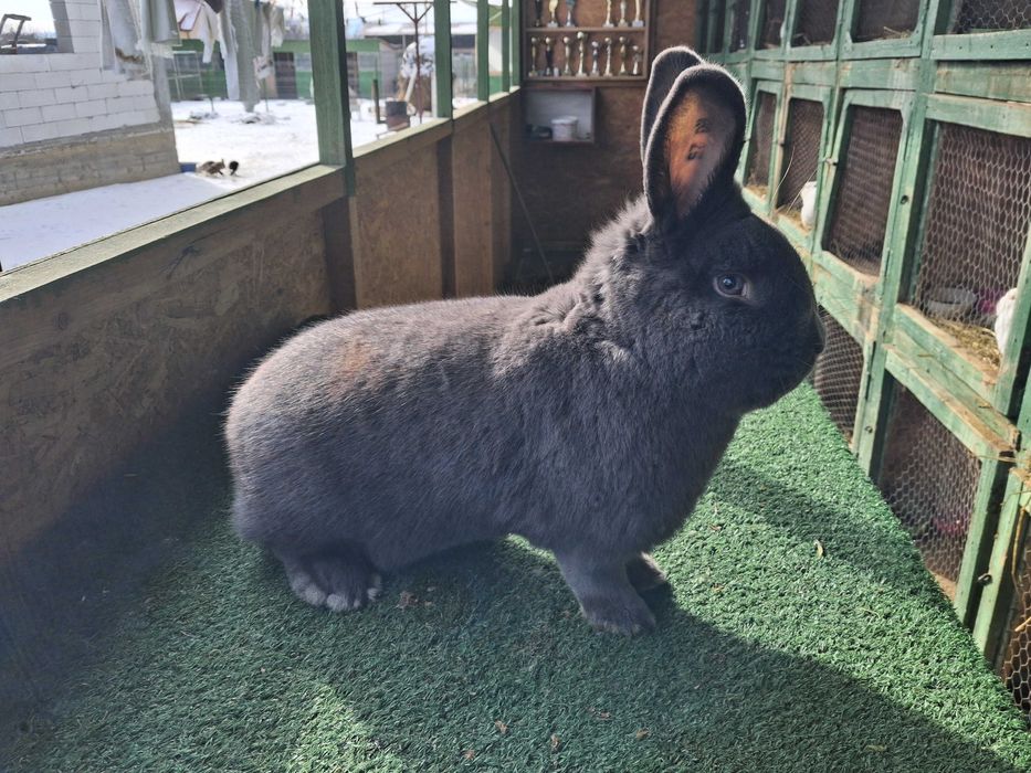 Vienez albastru mascul