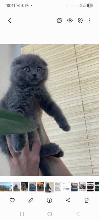 Скоттиш фолд  skotish fold  beztorga narxi taqalgani